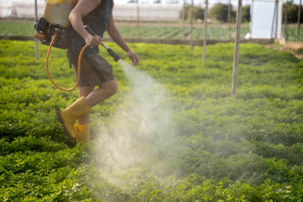 Best Local Pest Control Services  in Rochelle, IL