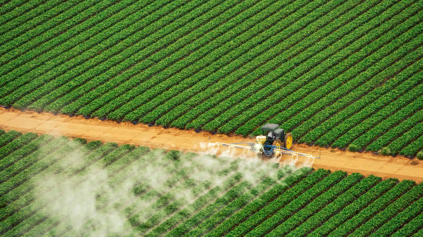 Best Termite Control Services  in Rochelle, IL