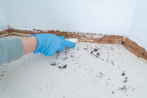 Best Flea Control Services  in Rochelle, IL